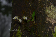 Dendrobium nanum